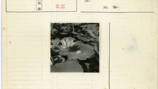 池塘荷花与荷叶.jpg