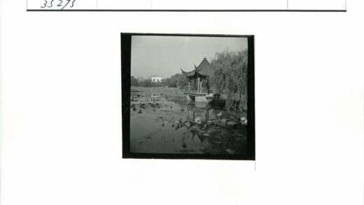 池塘荷花垂柳宝塔风景.jpg
