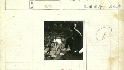 池塘边灯笼照睡莲.jpg
