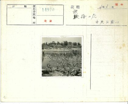 池塘边盛开的树与城市远景.jpg