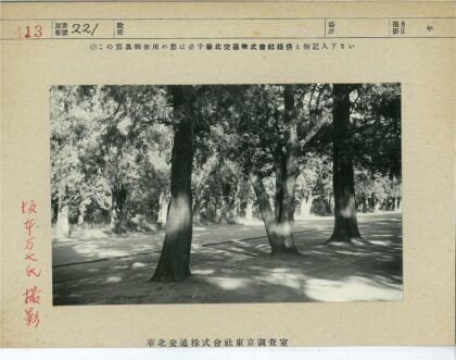 沙地树荫下的宁静自然.jpg