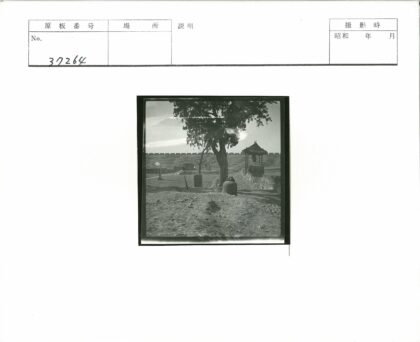 沙滩古树与宝塔景观.jpg