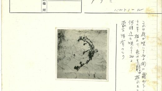 沙漠干草阴影景观.jpg