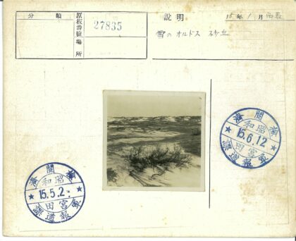 沙漠灌木与沙丘景观.jpg