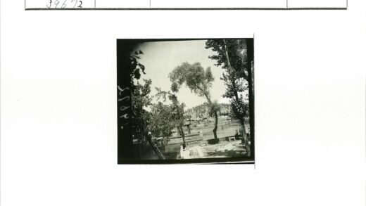 河边大树与传统建筑风光.jpg