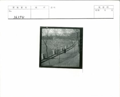 河边小路与开花树.jpg