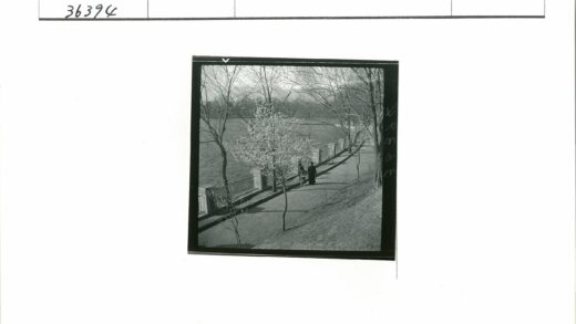 河边小路与开花树.jpg