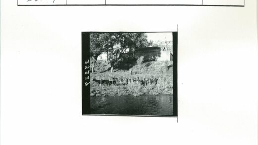 河边牛群与建筑风景.jpg