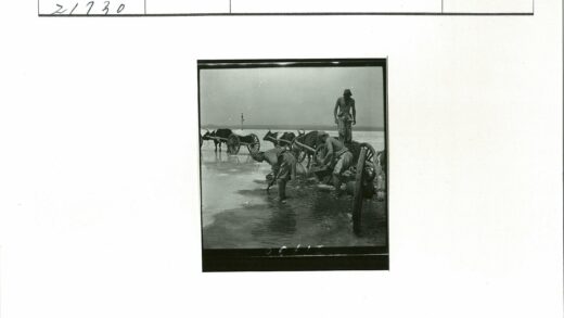 沼泽地牛车劳作采集场景.jpg