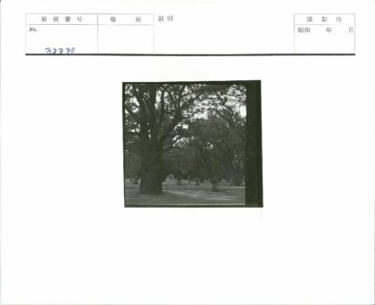 泥泞小径树干盆栽景观.jpg