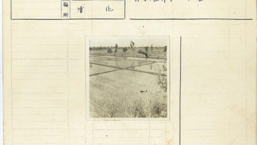 洪水中的孤鸟与稻田.jpg