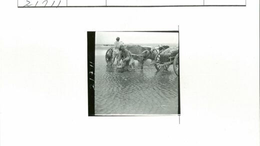 浅水滩牵牛拉木车.jpg