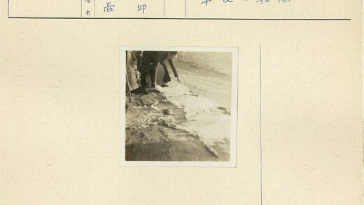 海岸动物皮毛加工者.jpg
