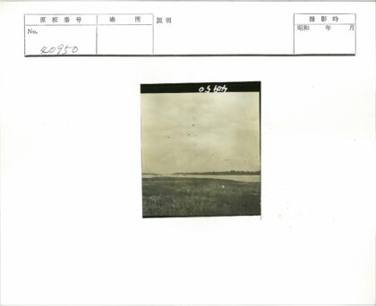 海岸飞鸟与草地风光.jpg