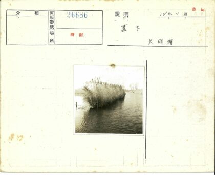 湖畔芦苇风光.jpg