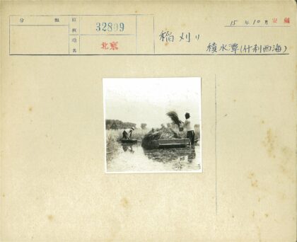 湿地农人收割庄稼.jpg
