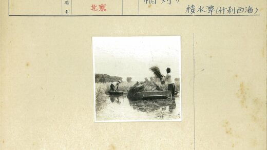 湿地农人收割庄稼.jpg
