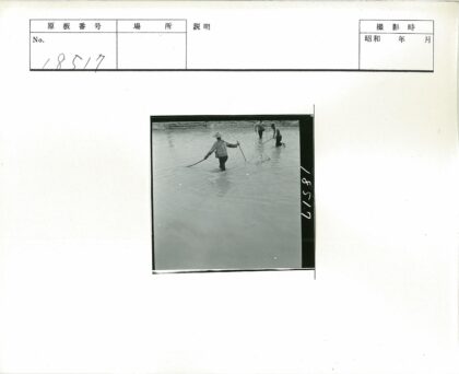 湿地涉水捕鱼.jpg