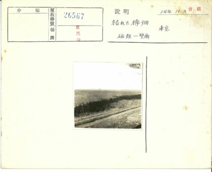 灌木丛小路与田野风光.jpg