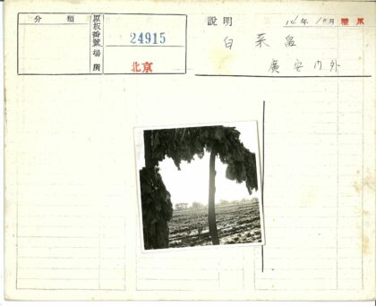 烟草田丰收景象.jpg
