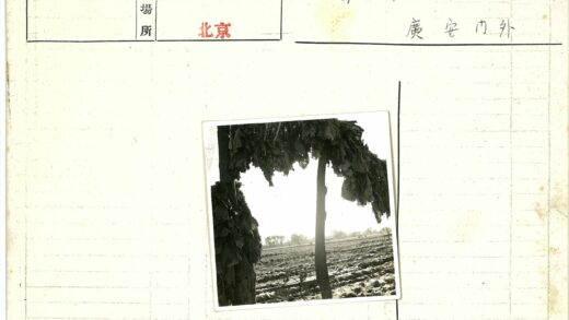 烟草田丰收景象.jpg