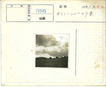 牛山坡吃草多云天空.jpg
