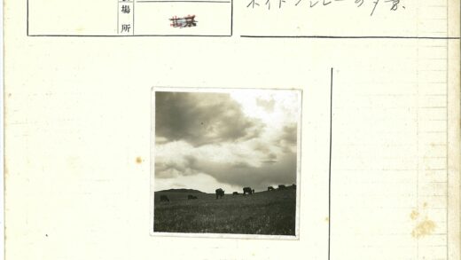 牛山坡吃草多云天空.jpg