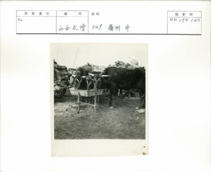 牛群木槽边吃草车与人背景.jpg
