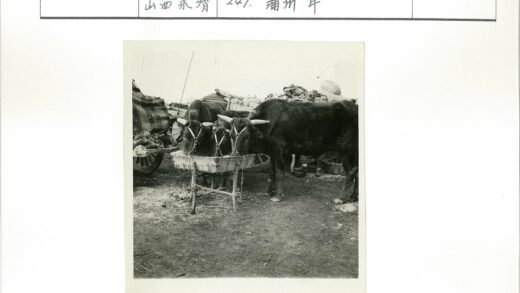 牛群木槽边吃草车与人背景.jpg