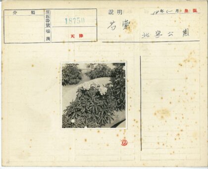 牡丹盛开花园小径.jpg