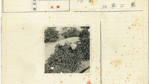 牡丹盛开花园小径.jpg