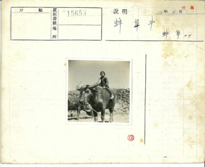 牧童骑牛田野风光.jpg