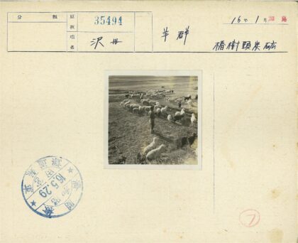 牧羊人与草原羊群.jpg