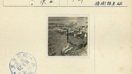 牧羊人与草原羊群.jpg