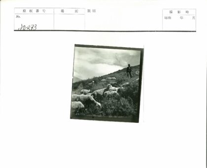 牧羊人放牧山坡羊群.jpg