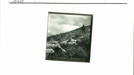 牧羊人放牧山坡羊群.jpg