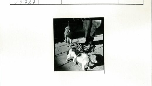 狗猴梯旁乐手互动.jpg