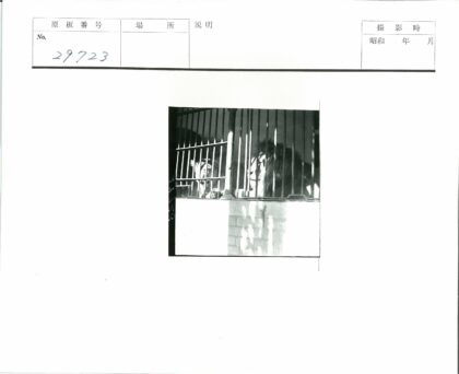狮子栅栏后休息阳光砖墙阴影.jpg