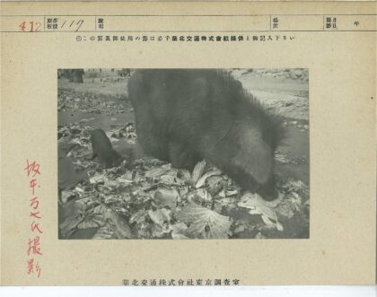 猪在泥地吃卷心菜.jpg