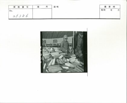 玉米品种展示与检查.jpg