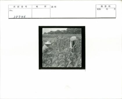 玉米地圆锥帽农夫劳作.jpg