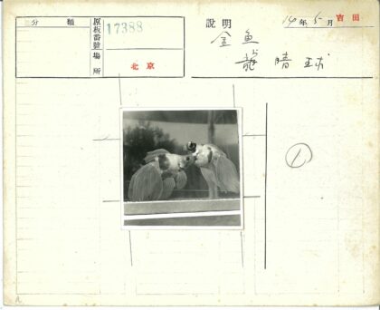 玻璃水族馆双鱼近游.jpg
