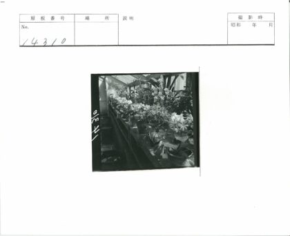 玻璃温室花架绿植繁花.jpg