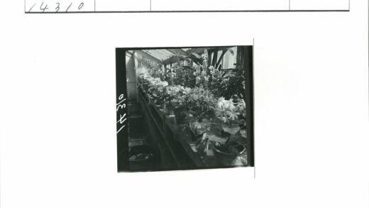 玻璃温室花架绿植繁花.jpg