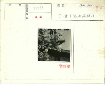 瓦顶白花盛开树枝特写.jpg