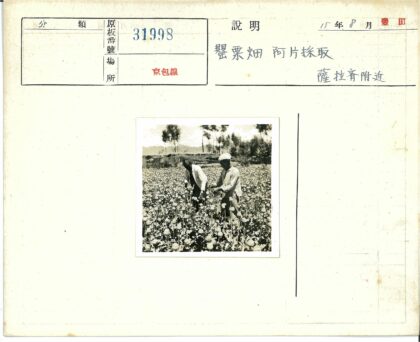 田园劳作与远山花海.jpg