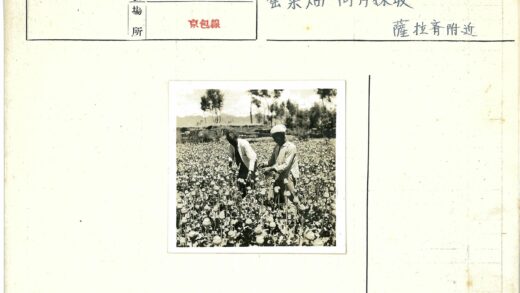 田园劳作与远山花海.jpg