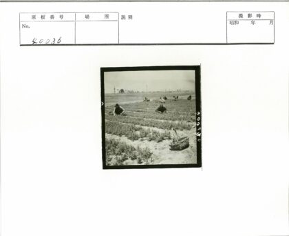 田园劳作丰收景象.jpg