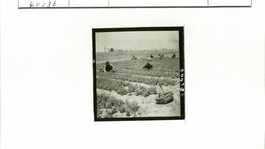 田园劳作丰收景象.jpg