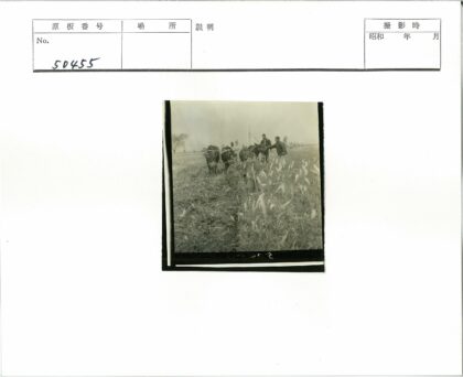 田园耕作与牛群劳作.jpg